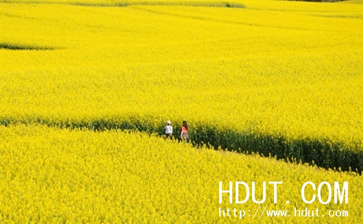 Www.Hdut.Com